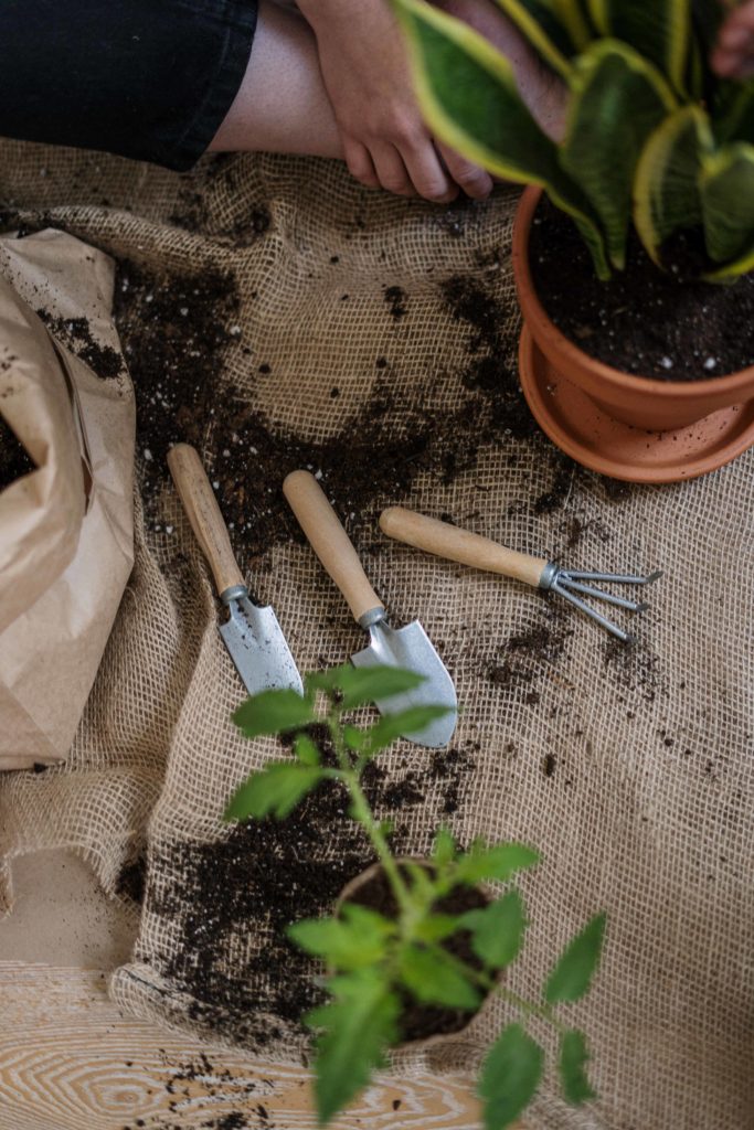 How To Find Potting Soil Without Bugs GardeningLeave