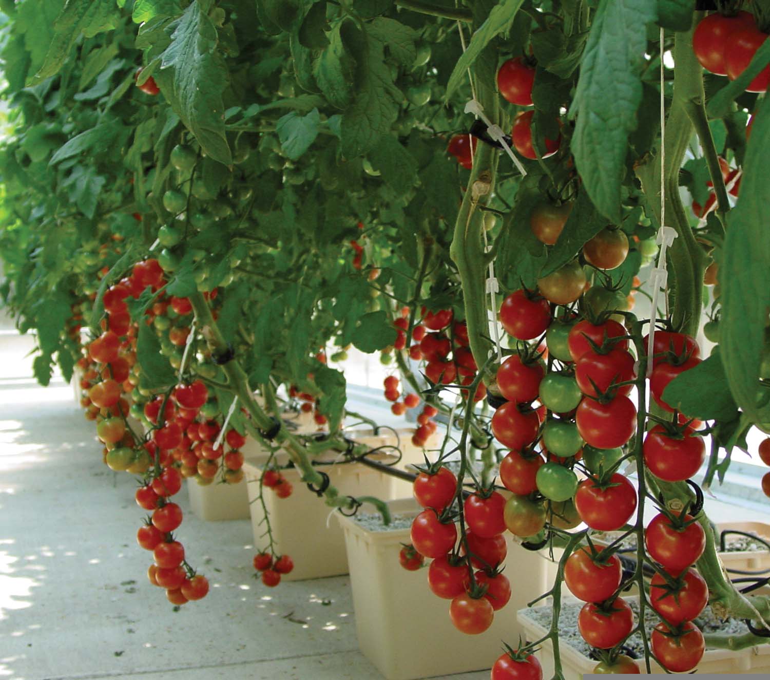 The Many Advantages Of Hydroponic Tomatoes GardeningLeave