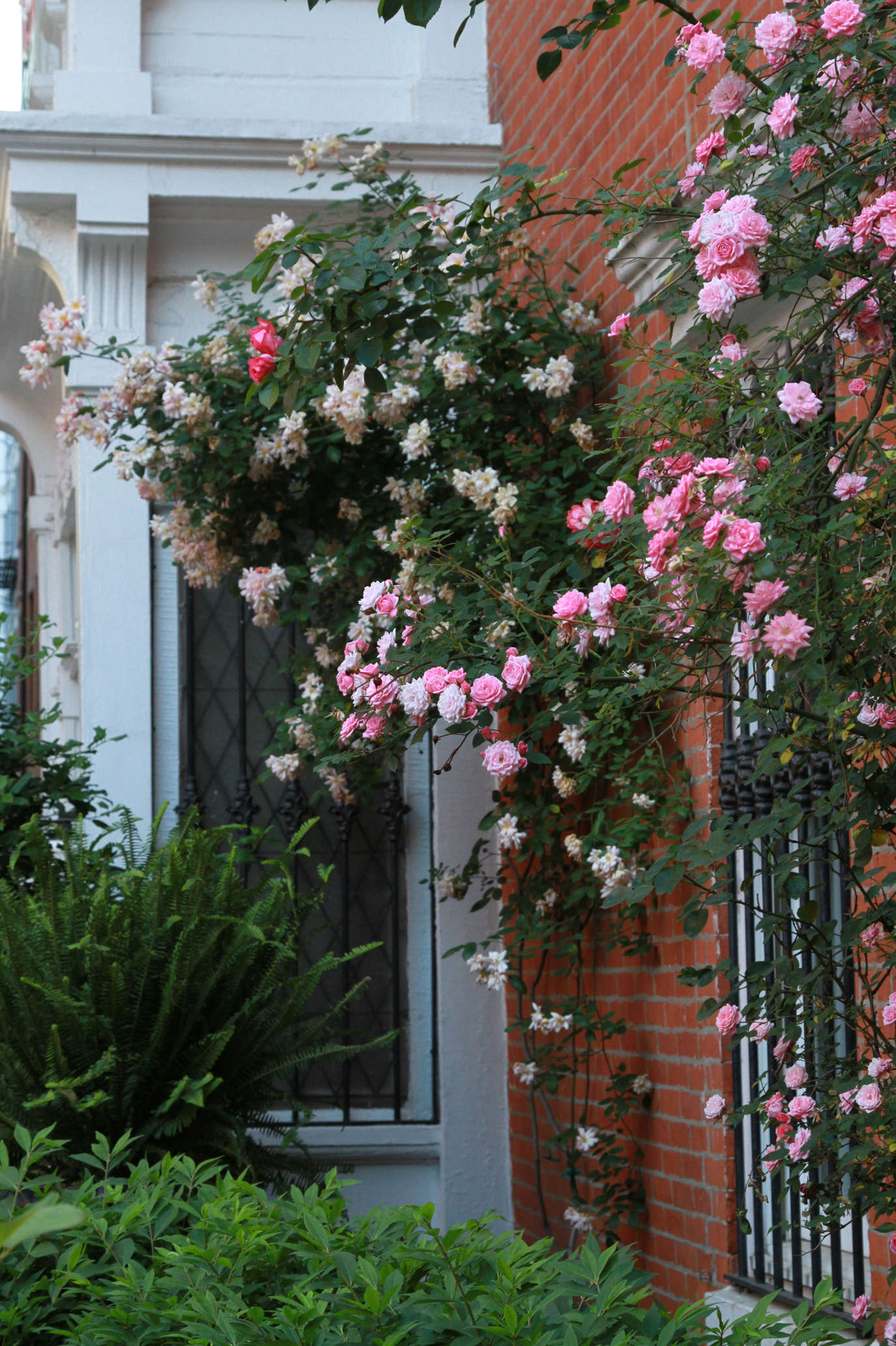 The 7 Best Climbing Roses for Your Garden Gardenista