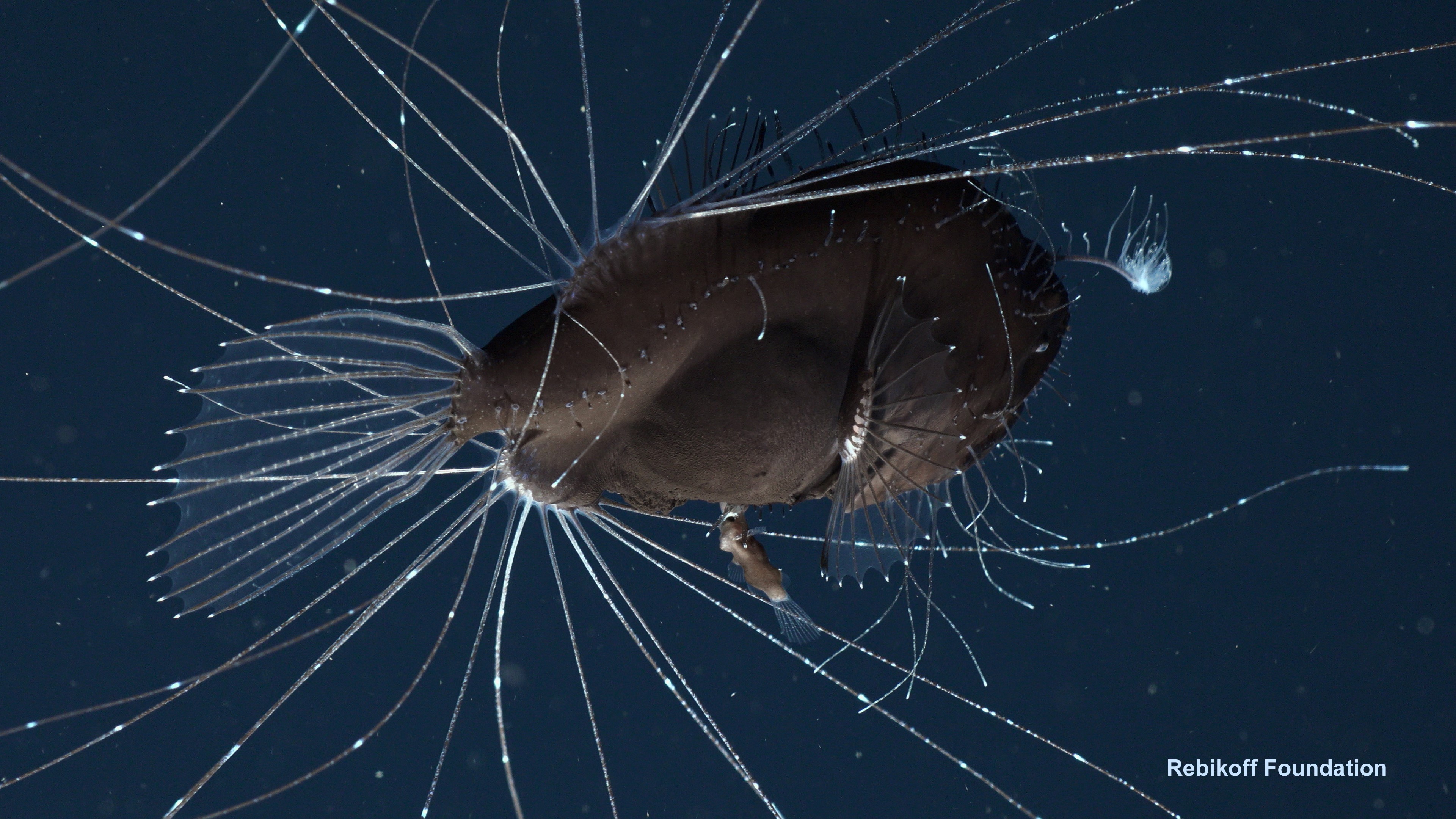 Deepsea video captures the sexual hookup of anglerfish