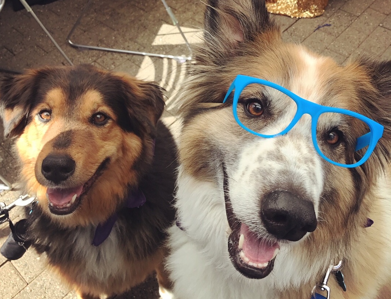 On 'Bring Your Dog to Work Day,' it's business as usual for 6,000 pups