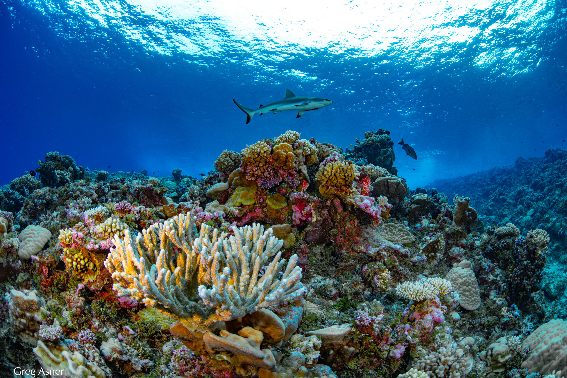 Paul Allenbacked effort completes groundbreaking atlas of Earth's