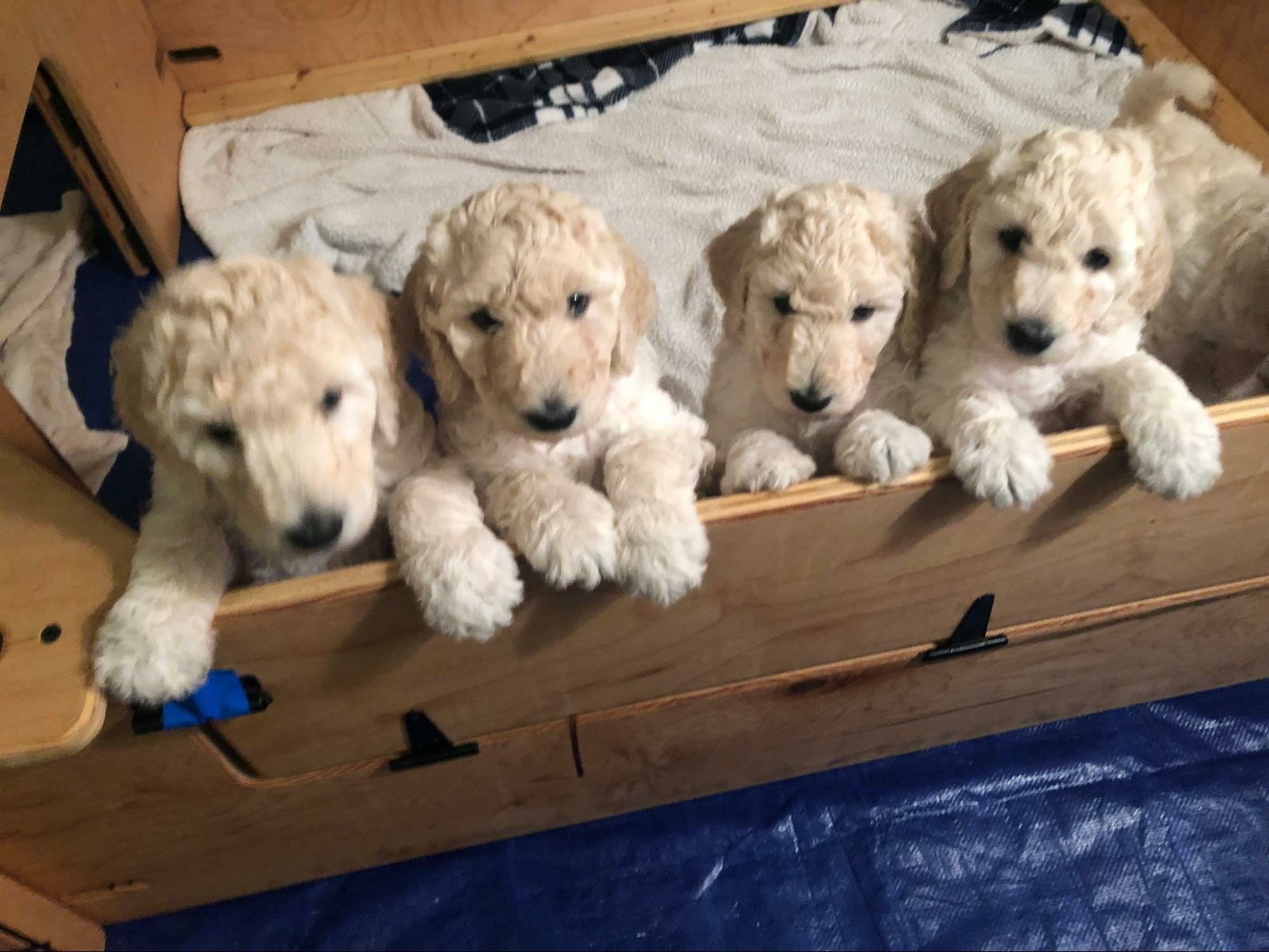 For Sale Serendipiti Poodles