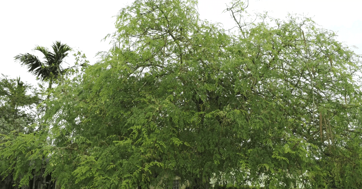 Nourishing Naturally Elevating Boer Goat Meat Quality with Moringa