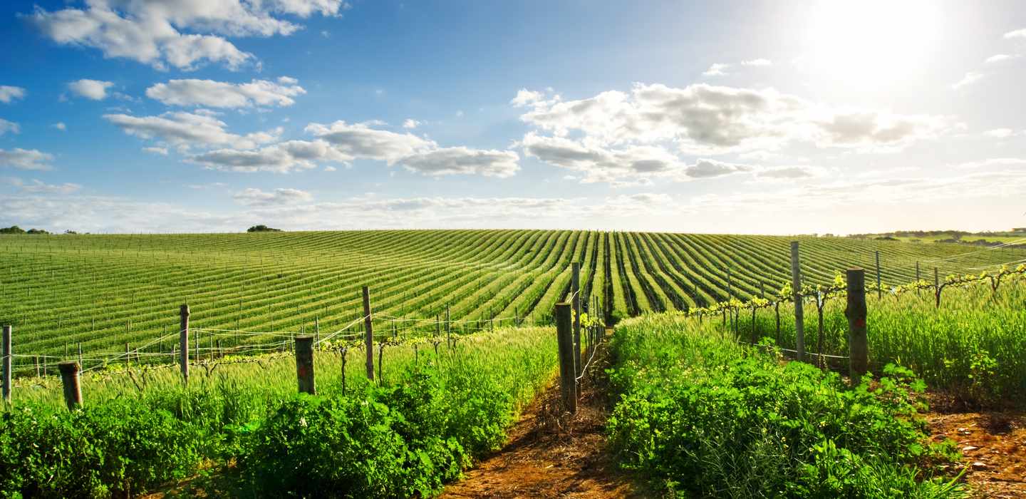 The BEST Barossa Valley Wine tasting & winery tours 2024 FREE Cancellation GetYourGuide