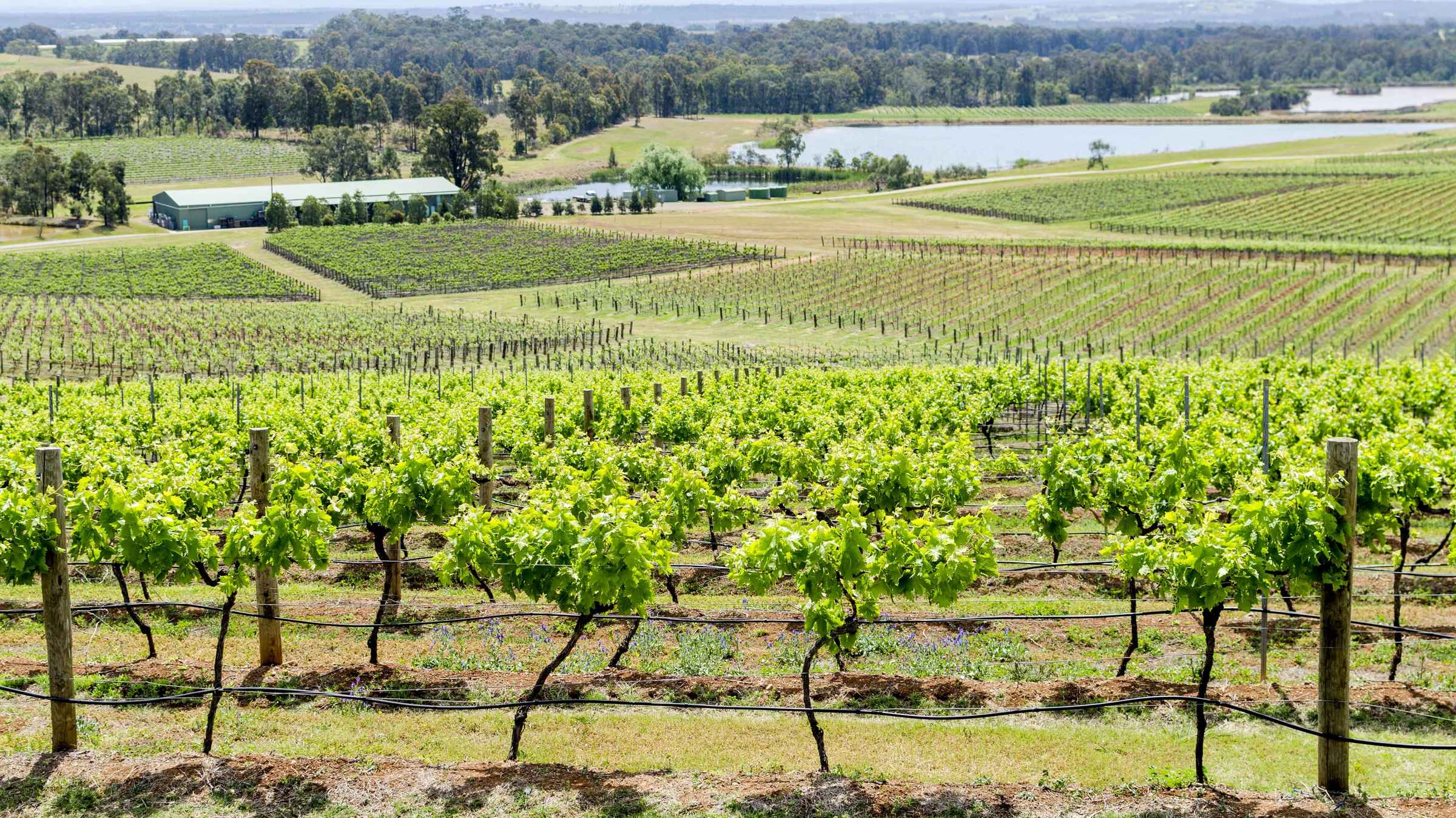 Pokolbin 2021 Top 10 Tours & Activities (with Photos) Things to Do