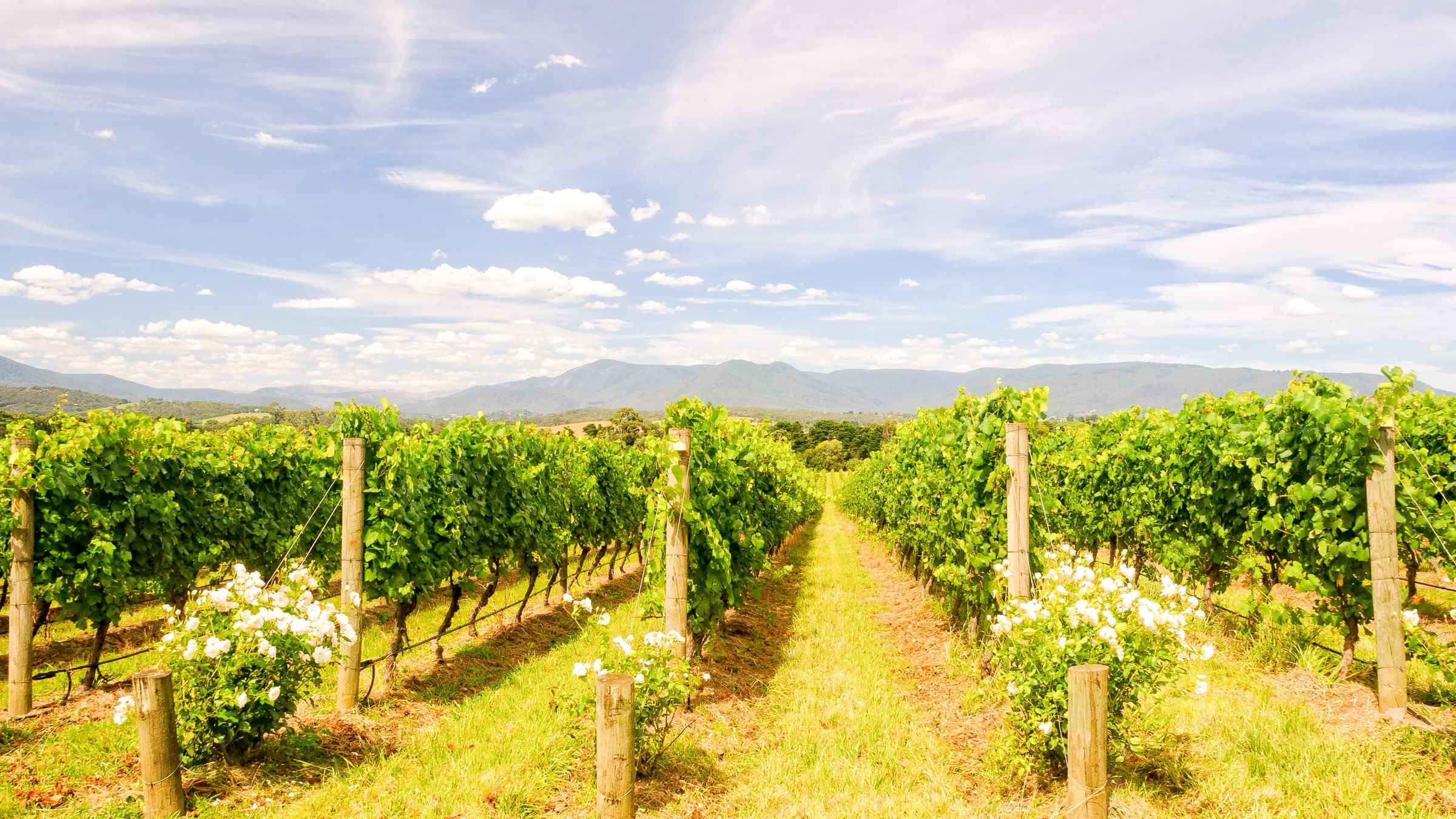 Yarra Valley, Victoria, Australia Book Tickets & Tours GetYourGuid