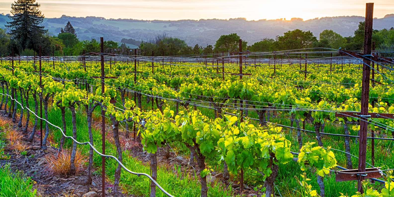 The BEST Wine Country, California Tours and Things to Do in 2023 FREE