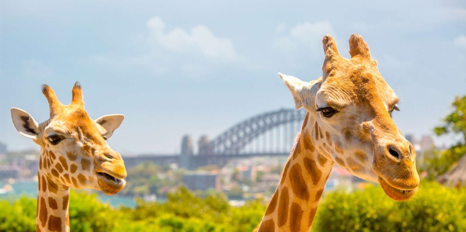 Taronga Zoo, Sydney Book Tickets & Tours GetYourGuide