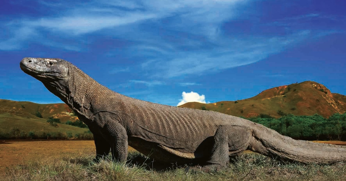Komodo Islands Private 2Day Tour with Phinisi Boat Stay GetYourGuide