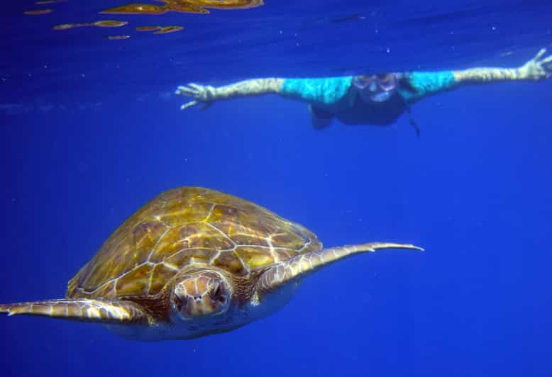 Teneriffa Kajakfahren und Schnorcheln mit Schildkröten