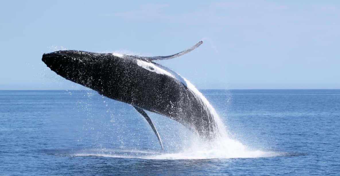 Dunsborough Whale Watching Tour GetYourGuide