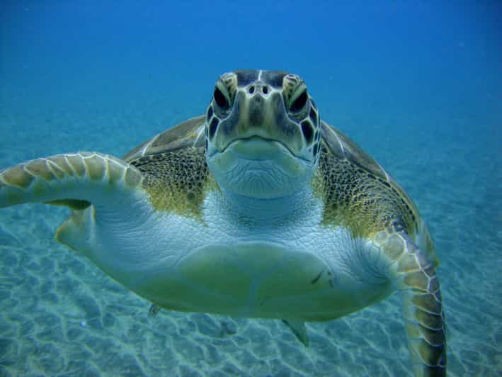 Teneriffa SchnorchelTour mit Schildkröten GetYourGuide