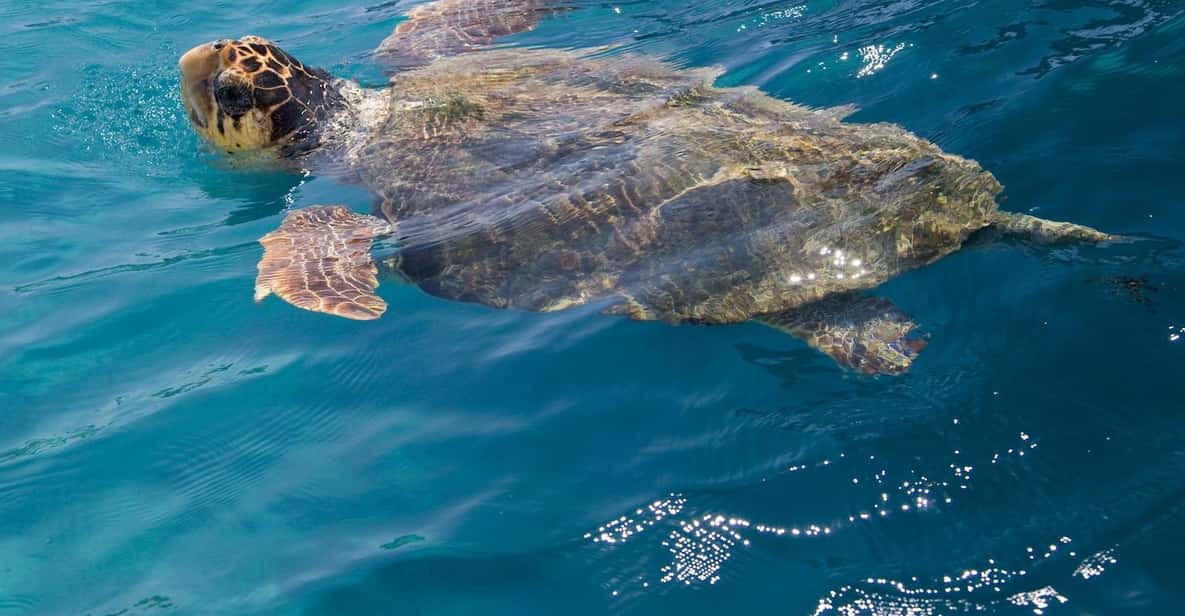 Zakynthos SchildkrötenSpotting auf einem Glasbodenboot