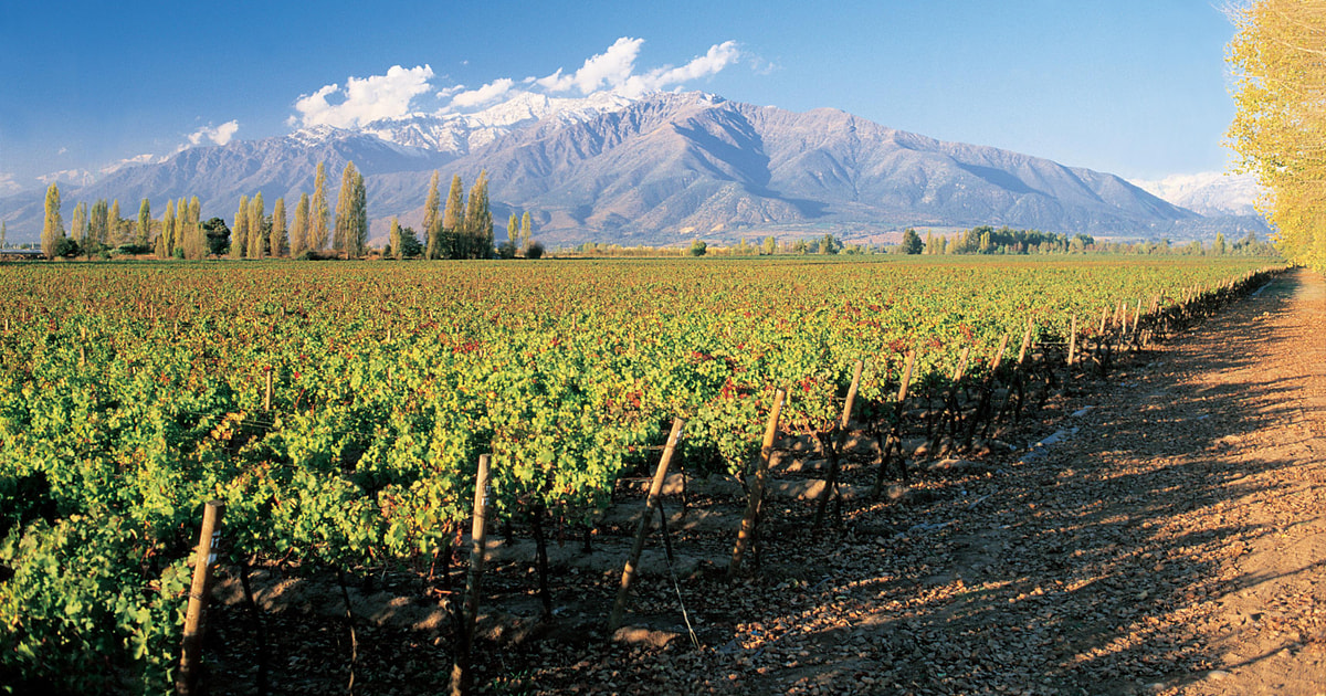 Santiago Main Chilean Wineries Private HalfDay Tours GetYourGuide