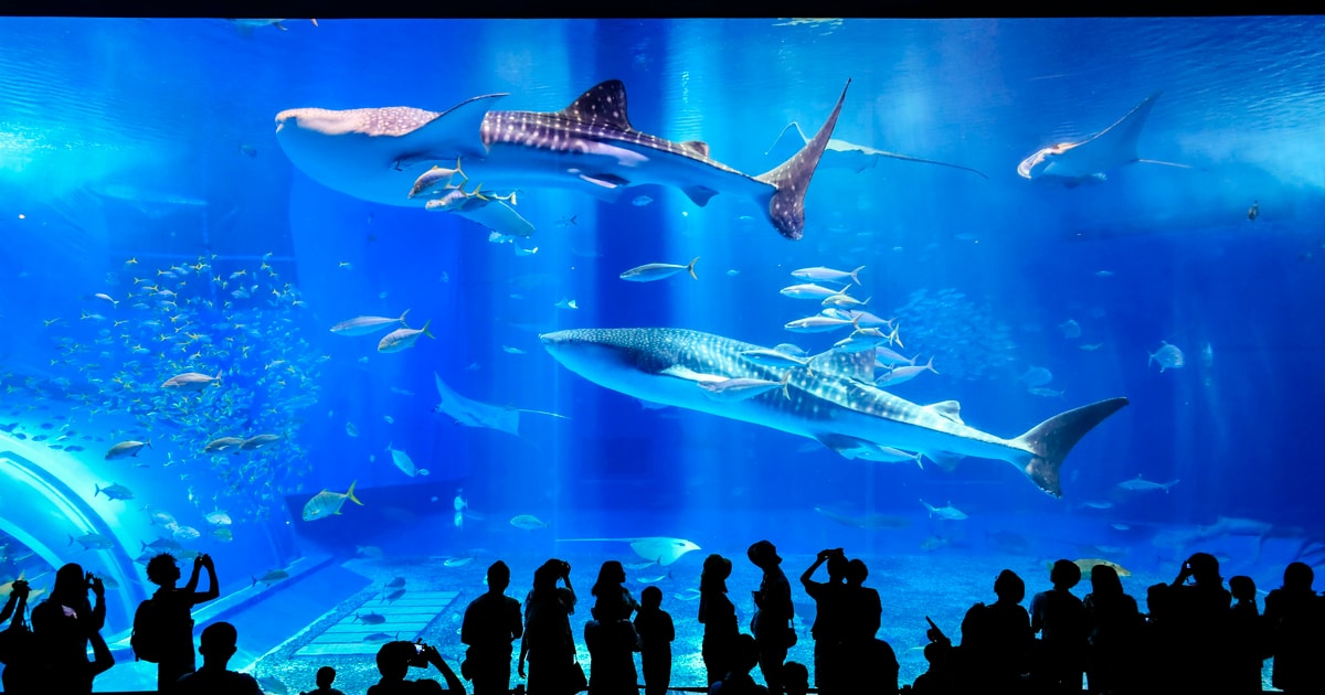 那覇発：沖縄北部観光ツアー（美ら海水族館の見学あり） GetYourGuide