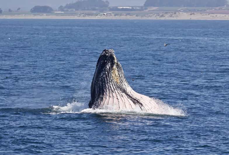 Monterey Whale Watching Cruise GetYourGuide