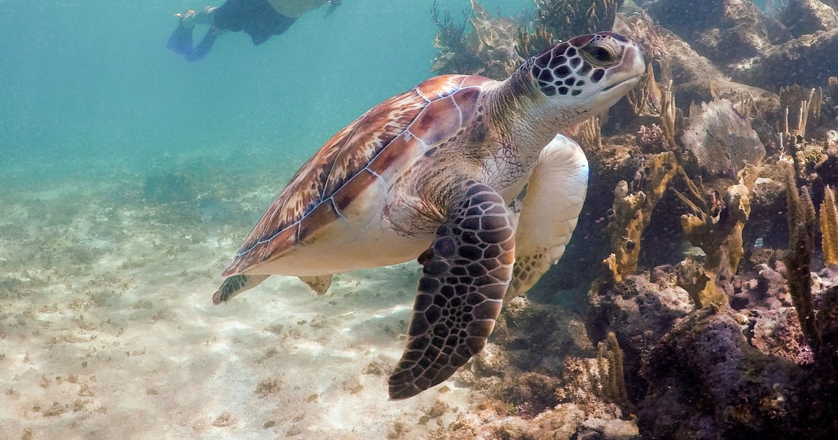 Akumal Sea Turtle Snorkeling Tour from Playa del Carmen GetYourGuide