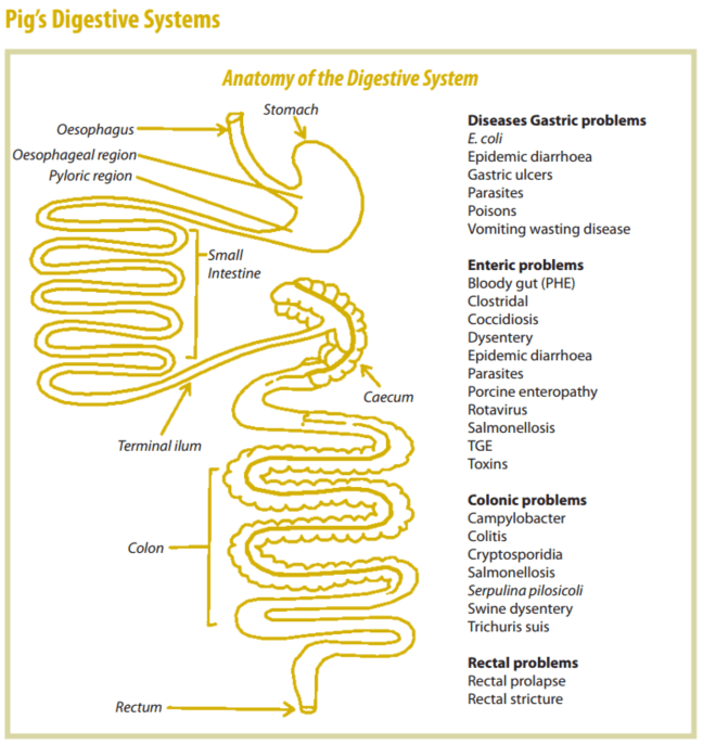 How to Farm Pigs Feeding The Pig Site