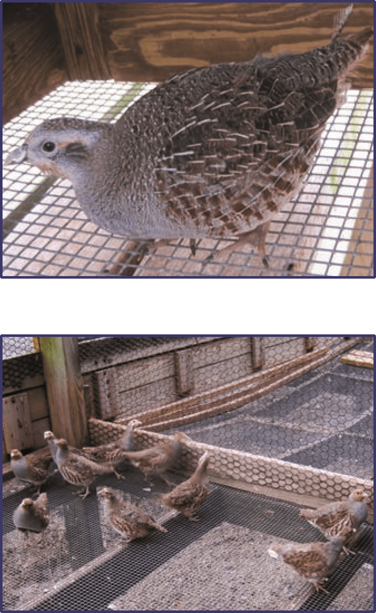 US Poultry Industry Manual Partridge production The Poultry Site