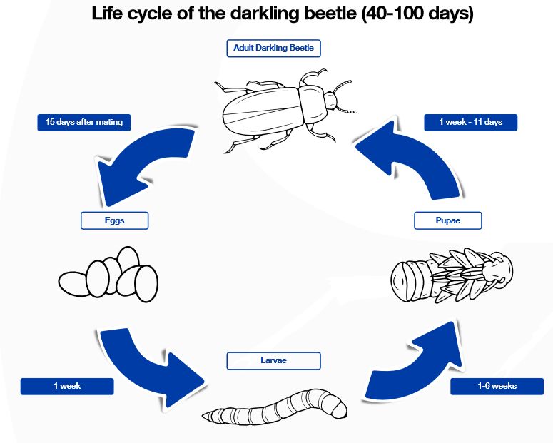 Best practice on the farm darkling beetle control The Poultry Site