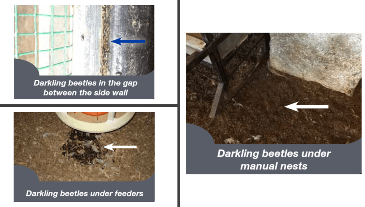 Best practice on the farm darkling beetle control The Poultry Site
