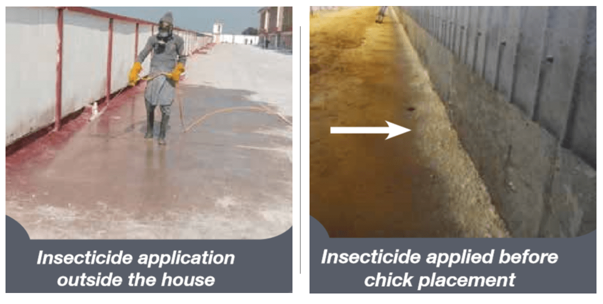 Best practice on the farm darkling beetle control The Poultry Site