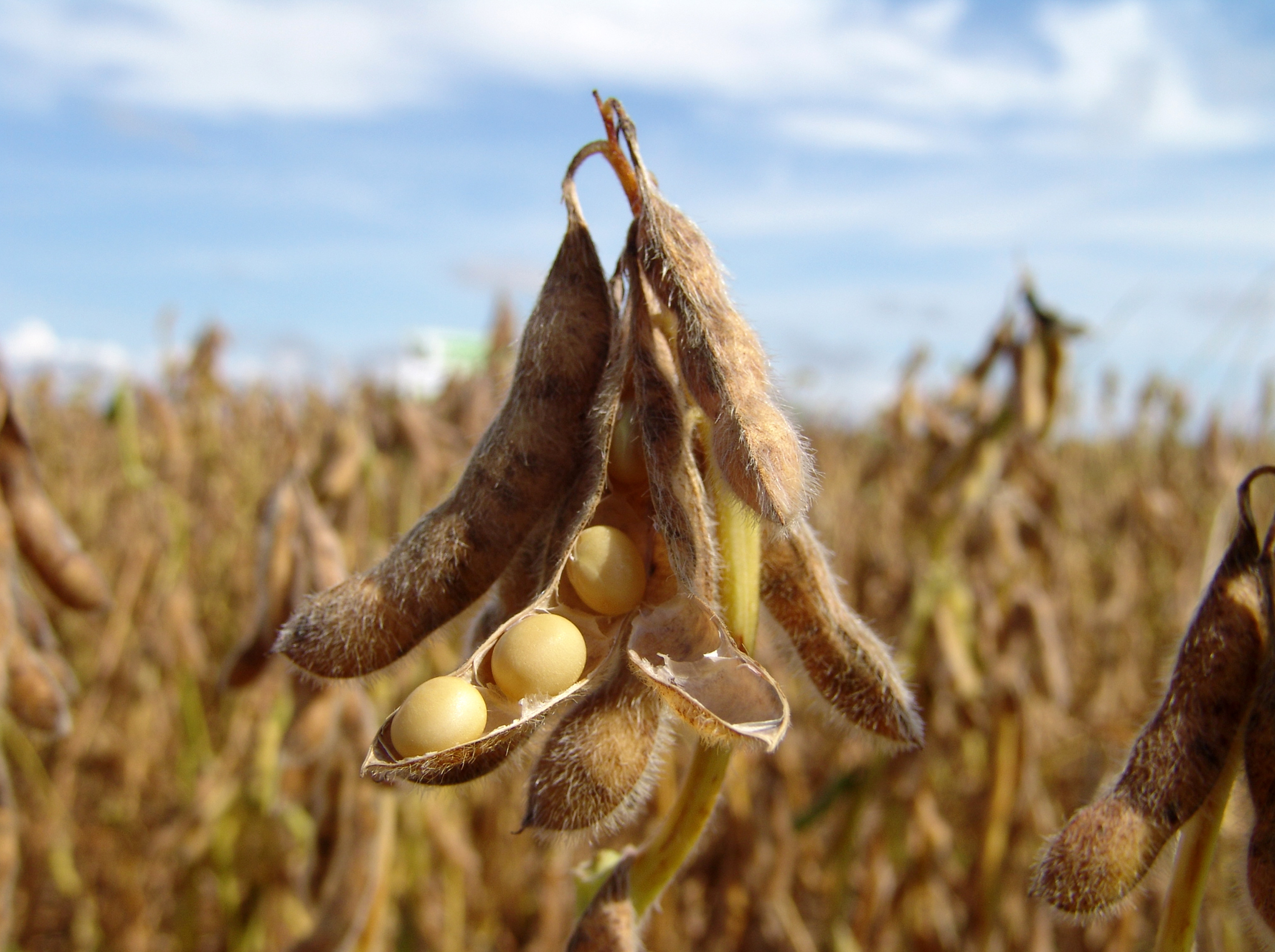Global soybean shortage could mean a surge in nonGM food prices The