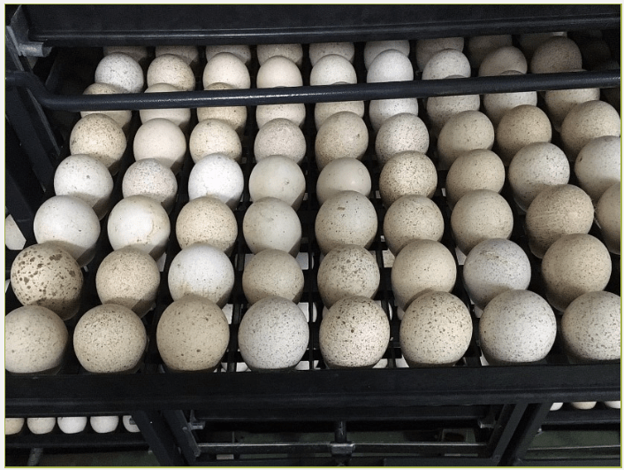 The specific requirements and sensitivities of turkey egg incubation The Poultry Site