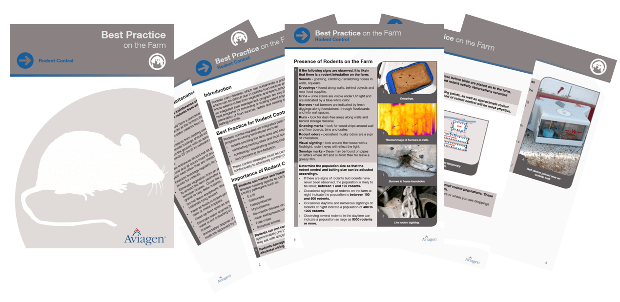 Best practice on the farm by Aviagen Rodent control The Poultry Site