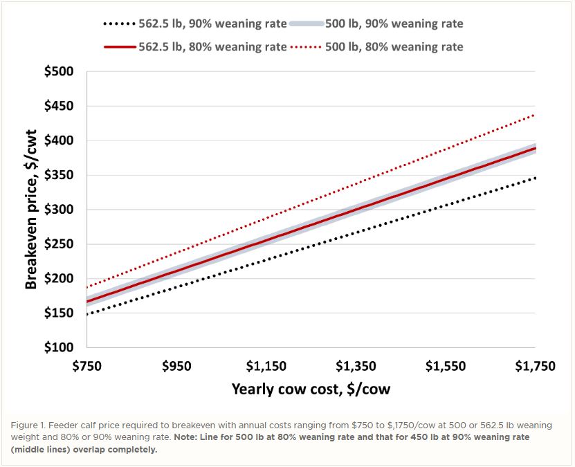Coping with high feed prices, drought in 2022 The Cattle Site