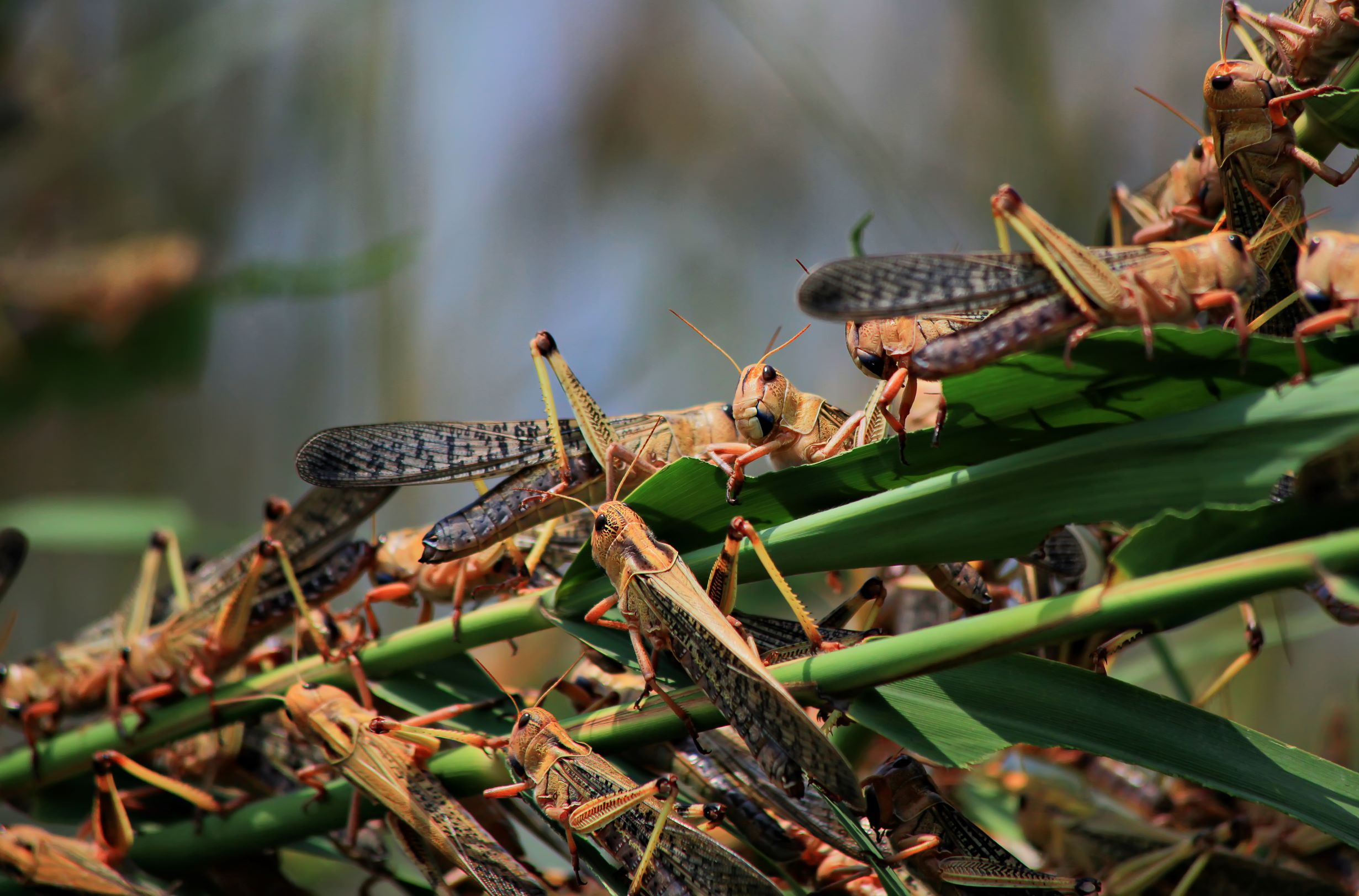 Red locust outbreak destroys grazing land in Namibia The Cattle Site
