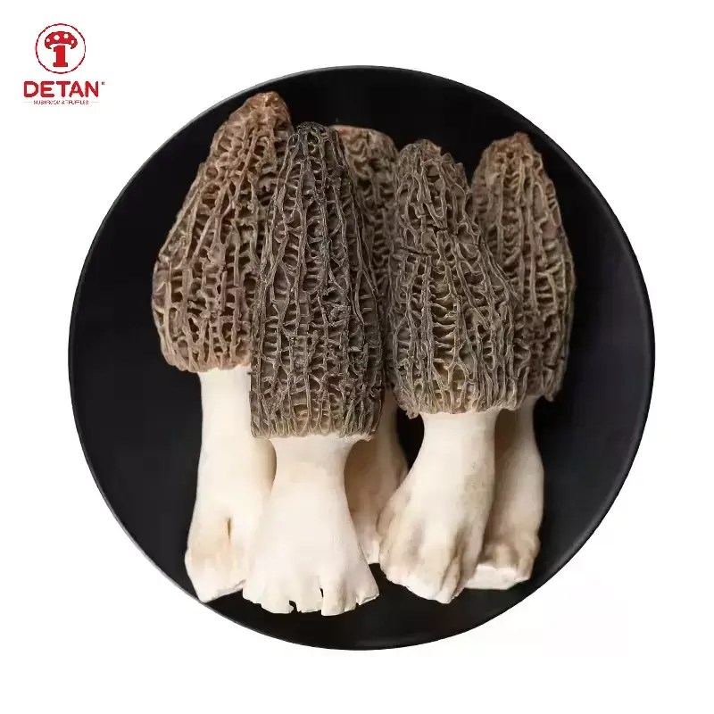 DETAN 2022 Good Quality Fresh Natural Stem Wild Morel Morchella Conica