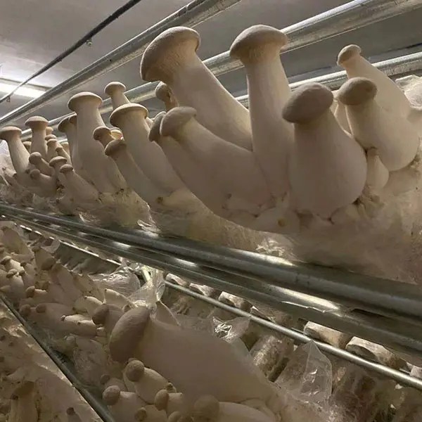 King Oyster Mushroom Growing