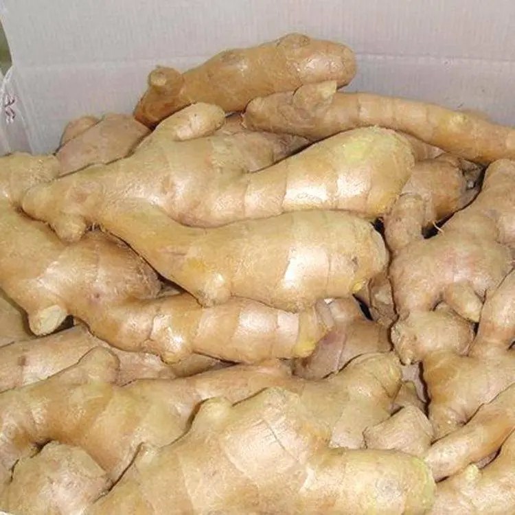 China Factory wholesale 1 Tsp Fresh Ginger To Ground Ginger Fresh