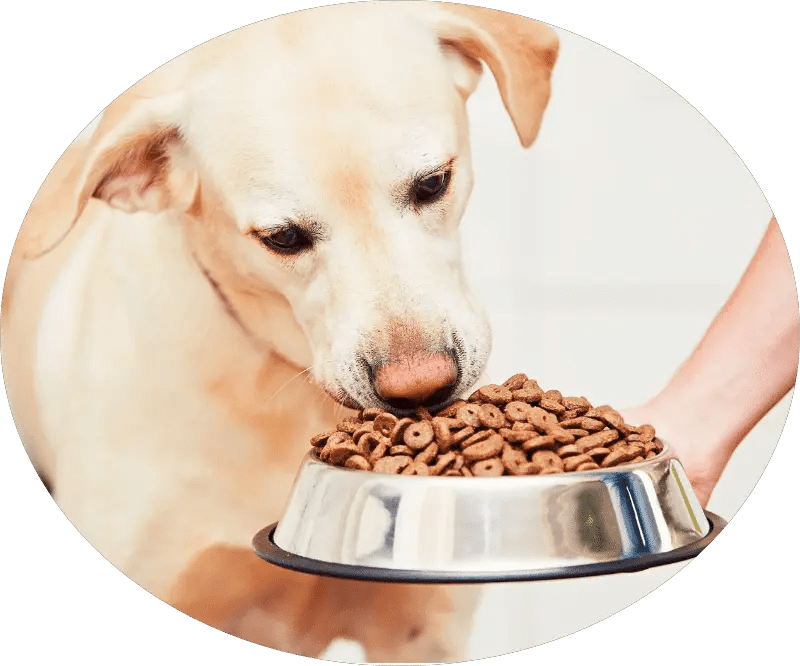 Pet Food, Pet Treats, Pet Snacks Nuofeng