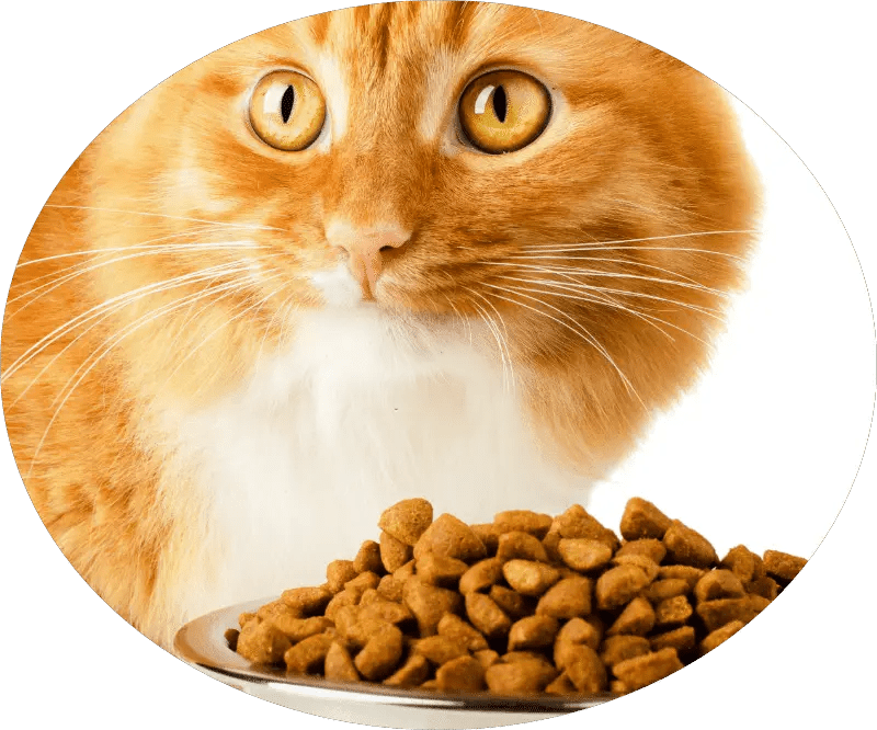 Pet Food, Pet Treats, Pet Snacks Nuofeng