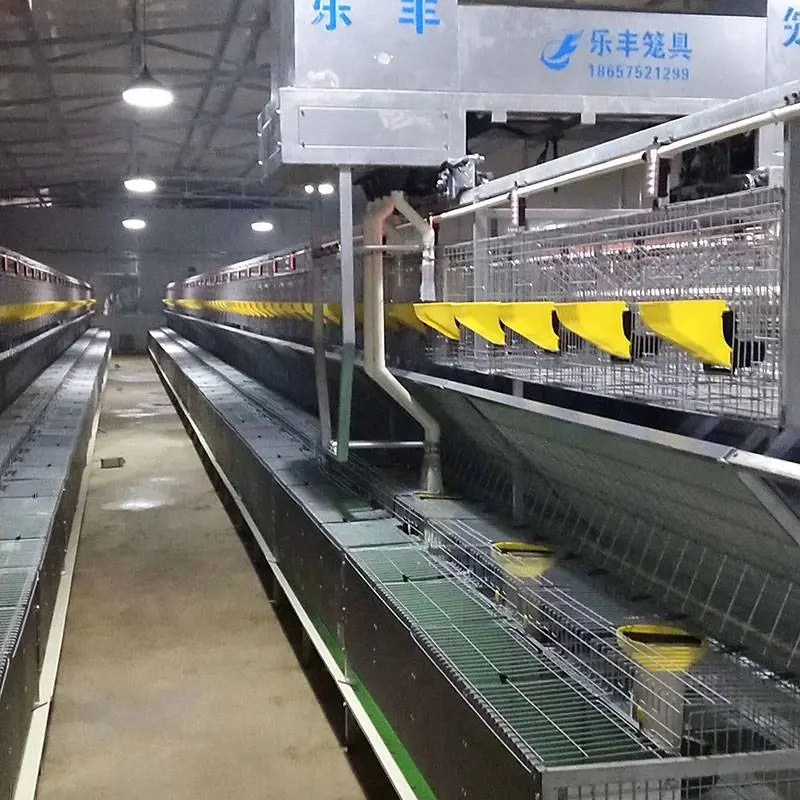 China Short Lead Time for Rabbit Breeding Equipment Wholesale rabbit