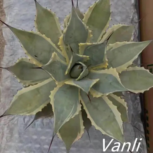China 2022 High quality Bonsai Plant Natural plant agave the best