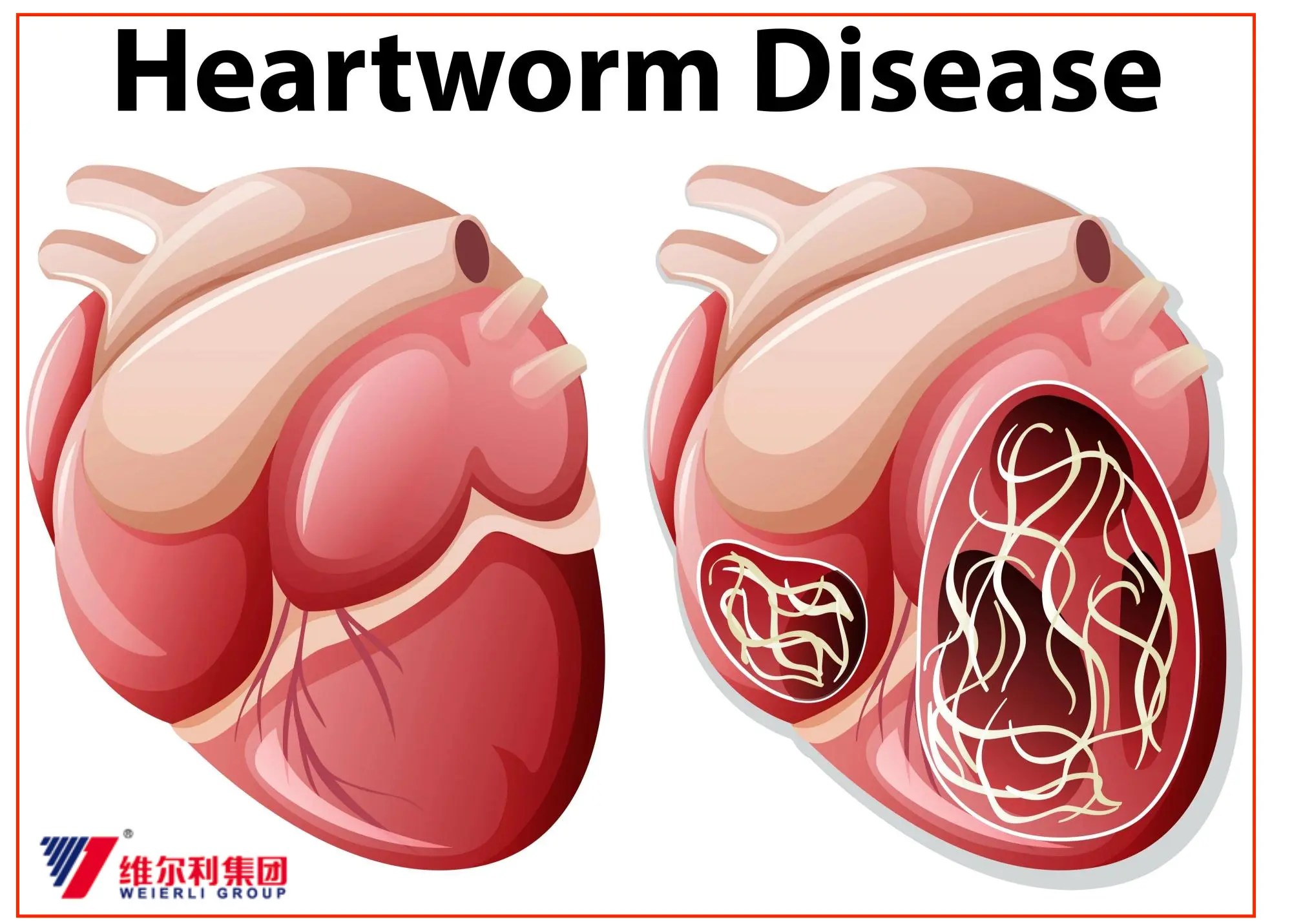 Natural Remedy For Dogs Heartworms at Carol Clayton blog