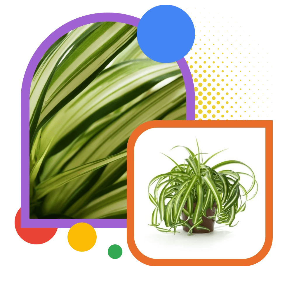 Spider Plant (Chlorophytum Comosum) Glossary