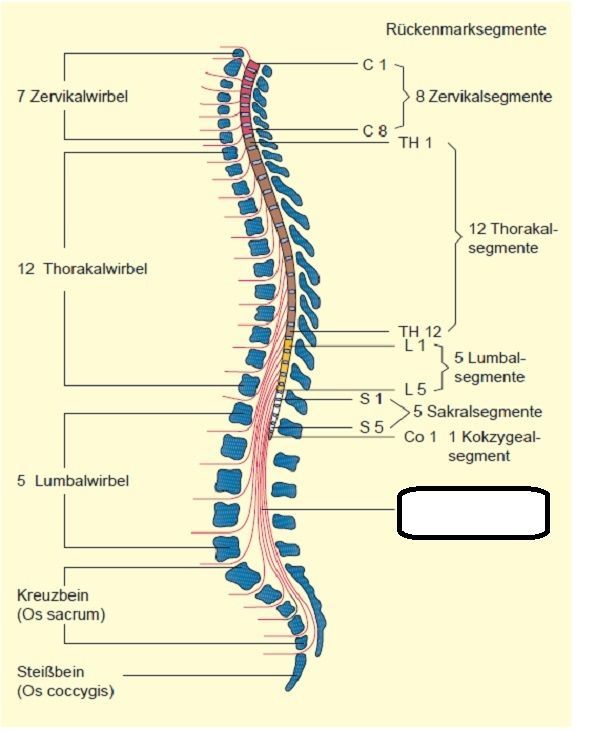 Neuroanatomie Quiz