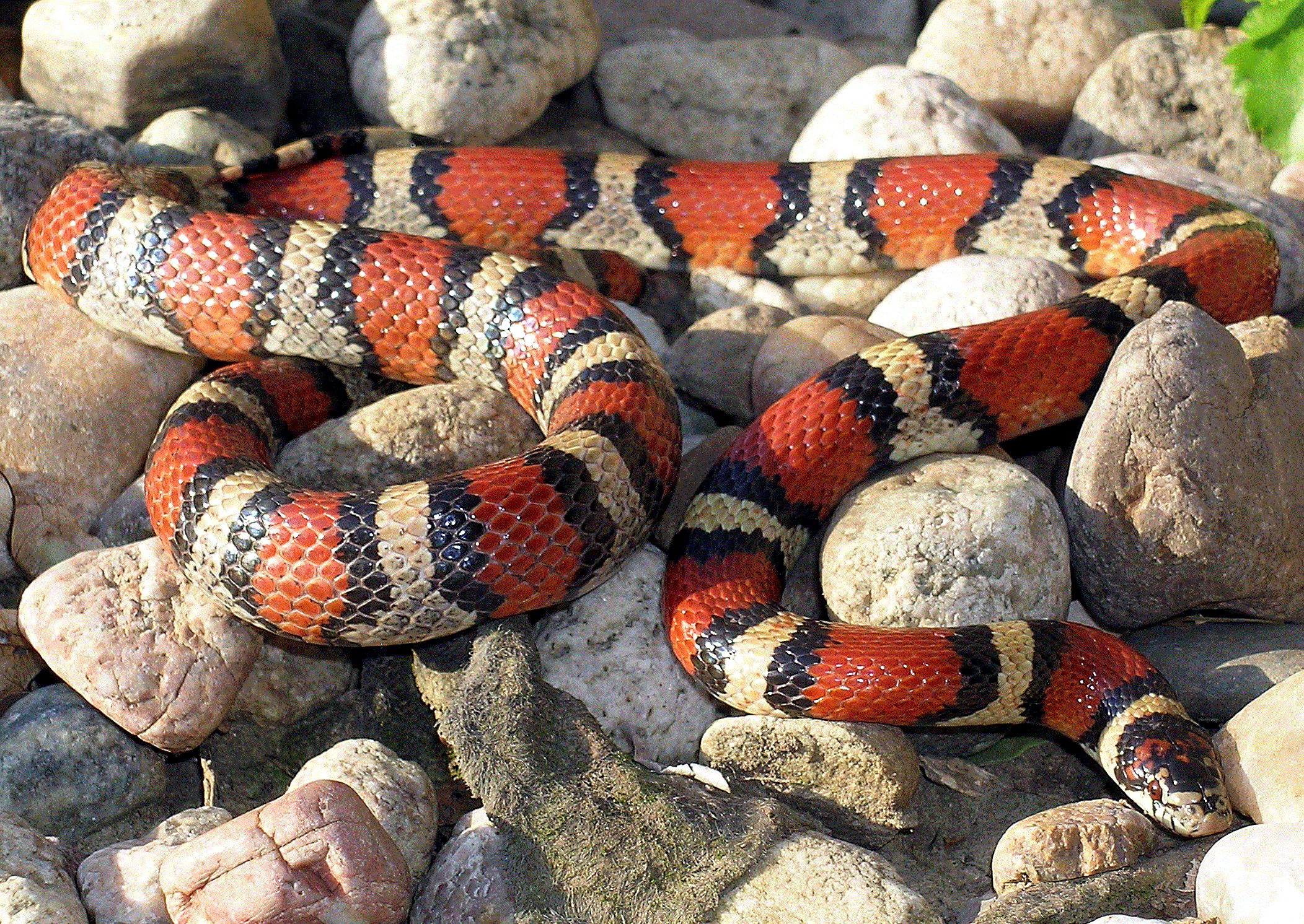 Can you identify venomous snakes of the USA? Quiz