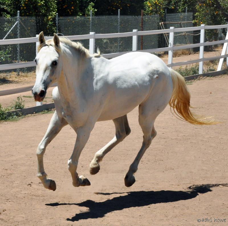 California Coastal Horse Rescue Reviews and Ratings Oak View, CA