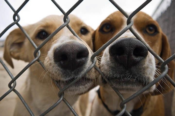 Second Chance Center For Animals Reviews and Ratings Flagstaff, AZ