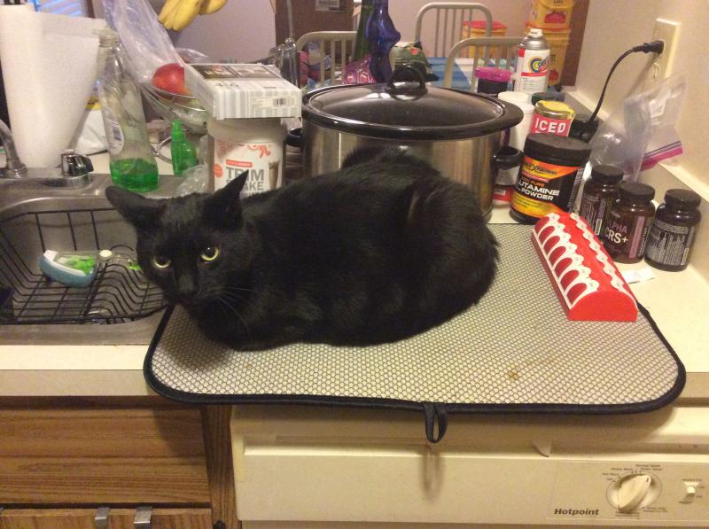 Cozy Cat Cottage Reviews and Ratings Powell, OH Donate, Volunteer