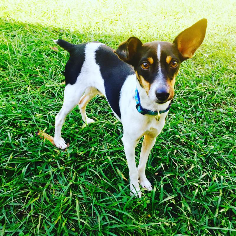 Peggy Adams Animal Rescue League of the Palm Beaches Inc