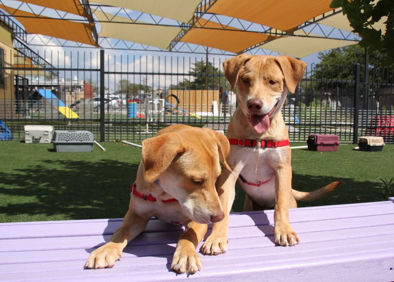 Animal Humane New Mexico Reviews and Ratings Albuquerque, NM Donate