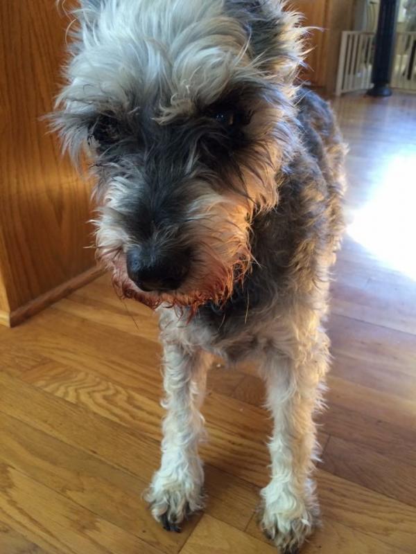 Schnauzer Ranch & Friends Inc Reviews and Ratings Bonne Terre, MO