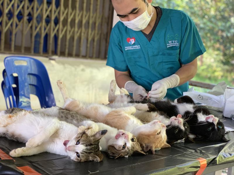 SPCA International Reviews and Ratings New York, NY